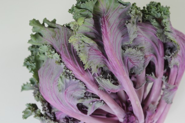 Beautiful Purple Kale
