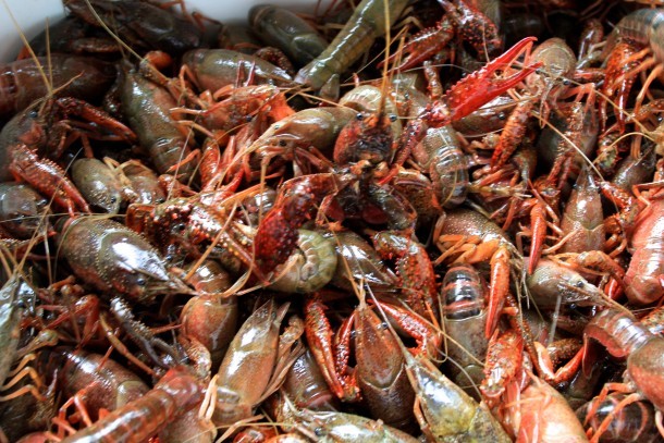 Live and lively crawfish