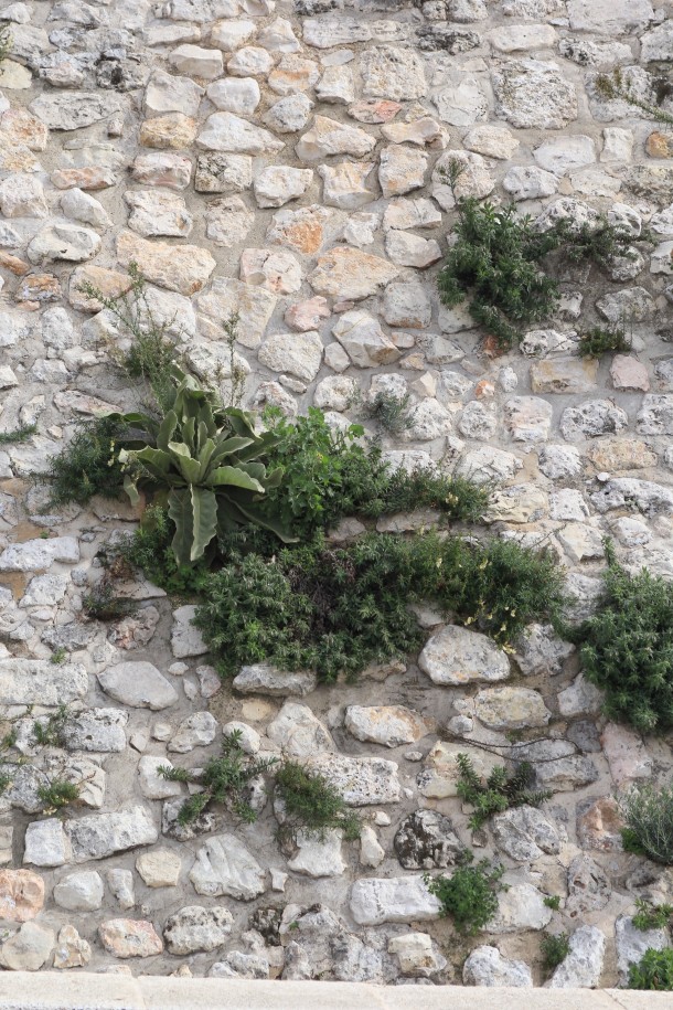 Culinary herbs growing in the wall near the citadel